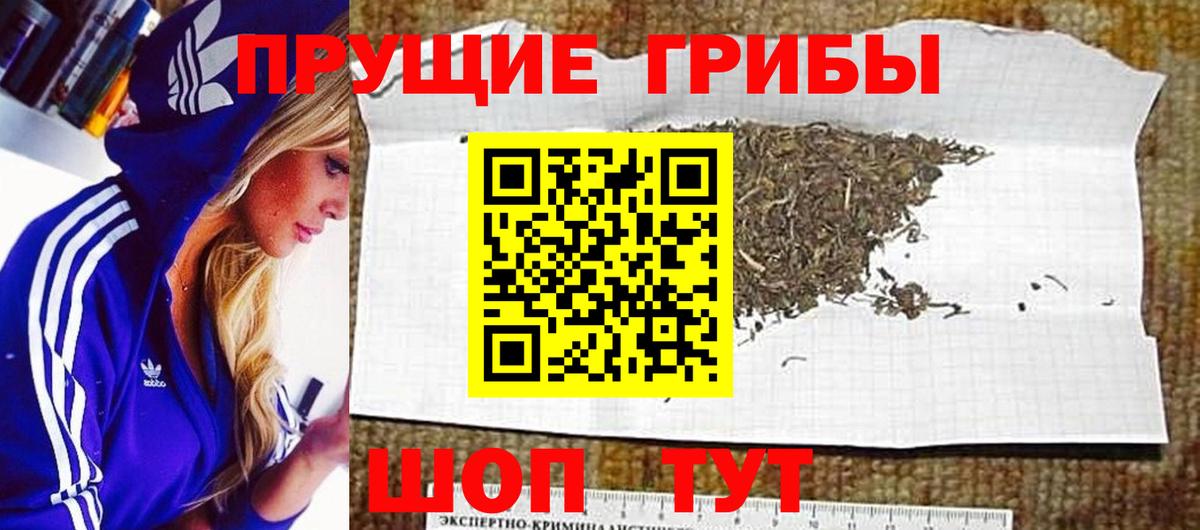 Галлюциногенные грибы Psilocybe Минеральные Воды